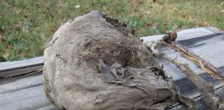 Mumifierad grävling