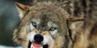 Jag vill inte yla med ulvarna