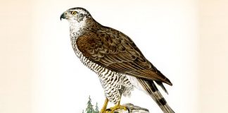 Kalabalik utanför vårt köksfönster