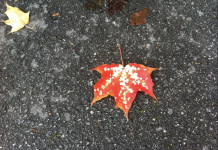 Funderingar den första kalla höstdagen