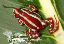 Ryssland dödade oppositionsledaren Aleksej Navalnyj med hjälp av gift från pilgrodor